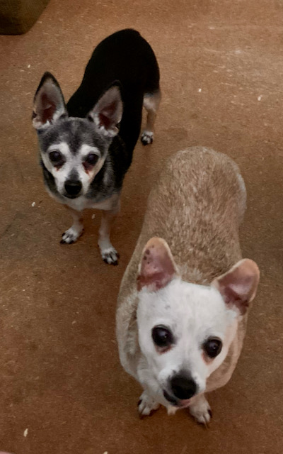 Two small dogs looking up from the floor.
