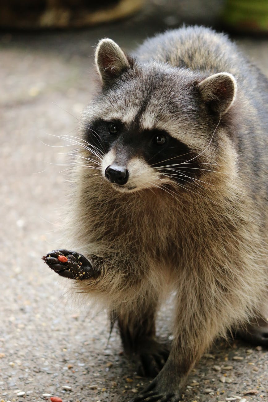 Raccoon